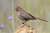 California Towhee